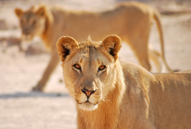 Desert Lion Conservation operational costs