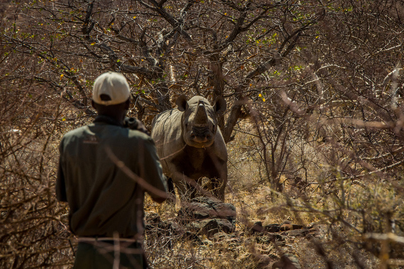 Rhino Ranger Programme