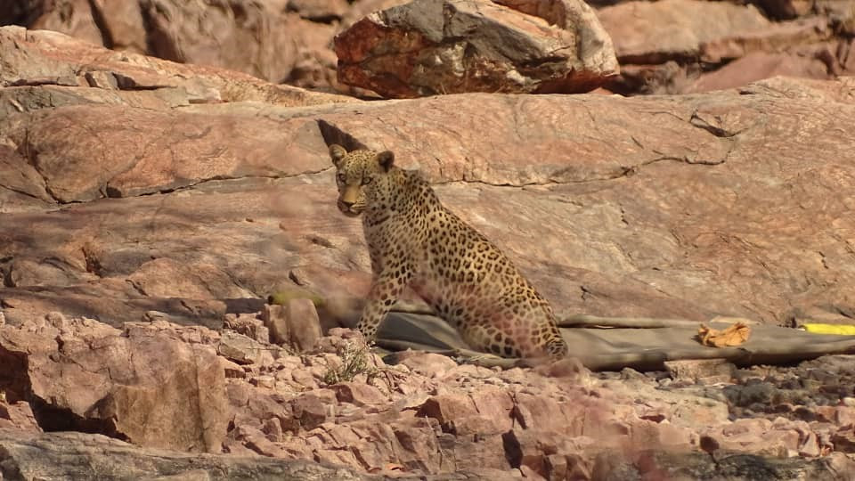 Damaraland Leopards